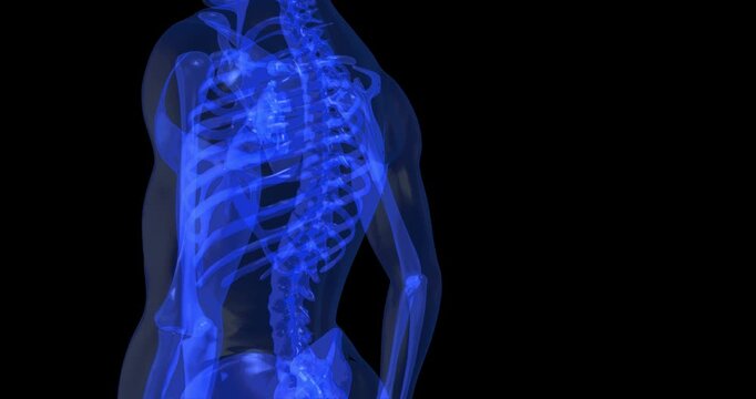 Blue xray view of human torso skeleton spine anatomy 3d render