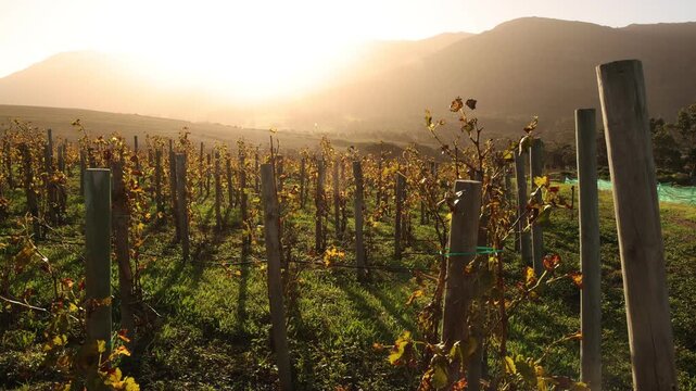 vineyard at sunset, Klein Mountains in background, Stanford, South Africa