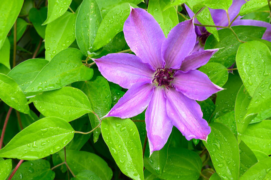 Clematis puple flower on green leaf background in bloom in springtime in close-up