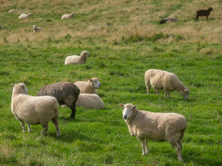 Fototapeta premium Sheep on the green hills surrounding Otago harbor, Dunedin, South Island of New Zealand