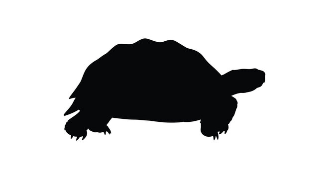 Turtle silhouette on a white background