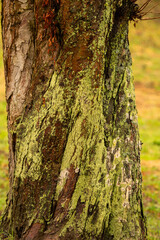 Obraz premium Baum mit Moos