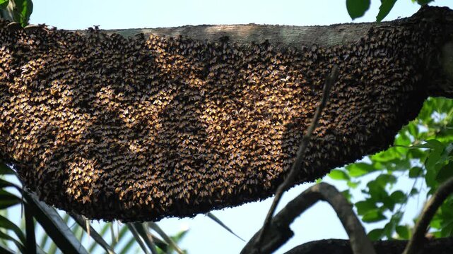Massive Wild Honeycomb Hanging from Tree Branch with Thousands of Swarming Bees. Natural Wild Bee Honeycomb Under a Tree Limb in Asian Forest.