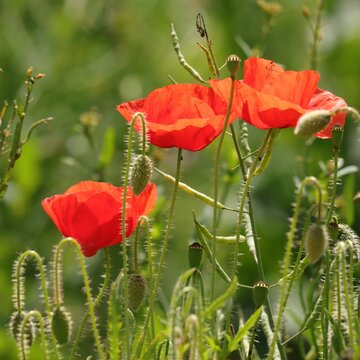 coquelicots