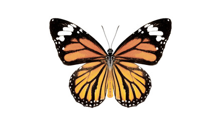 Obraz premium butterfly on transparent background