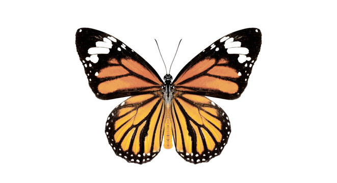 butterfly on transparent background