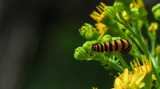 Cinnabar moth caterpillar with black and orange stripes crawling on bright yellow ragwort flowers, close-up shot with copy space on a dark background.