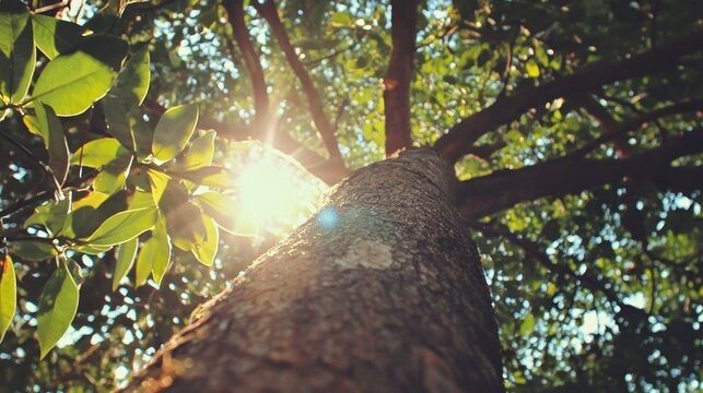 Sunlight filtering through green leaves of a large tree.