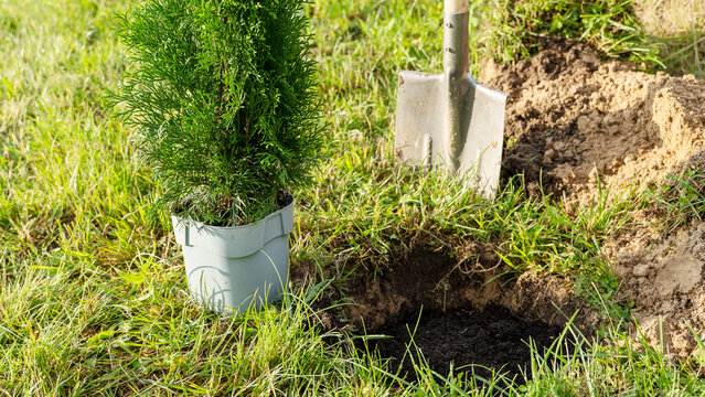 Fresh green shrub sits in a pot beside a freshly dug hole