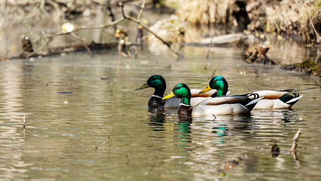 Three male mallards glide calmly across still, shallow water