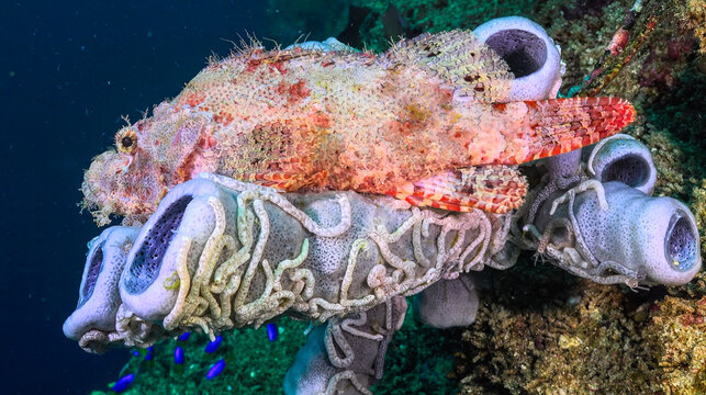 Vibrant underwater photo of a camouflaged scorpionfish perched on a sea sponge structure. High-quality marine life image perfect for ocean decor or digital media.