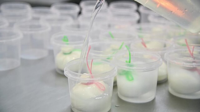 Burrata cheese production process with water pouring into plastic containers