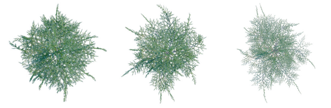 Cedrus atlantica Glauca Fastigiata tree plan, top view, cutout, transparent background, isolate, Delicate Green Fern Branch with Detailed Leaves, Natural Beauty, Floral Element, Botanical Illustration