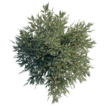 Juniperus scopulorum Wichita Blue tree plan, top view, cutout, transparent background, isolate, Majestic pine tree branches, detail of nature, forest, evergreen, detailed, close-up, hd, photography