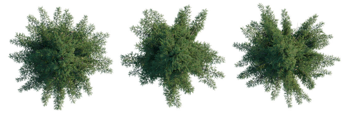 Picea abies tree plan, top view, cutout, transparent background, isolate, Detailed Spruce Tree Branch Close-Up with Rich Green Needles, Nature Photography