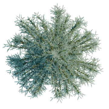 Picea pungens Baby Blue Eyes tree plan, top view, cutout, transparent background, isolate, Detailed Spruce Tree Branch with Pine Needles, Natural Greenery, Forest Elements, PNG