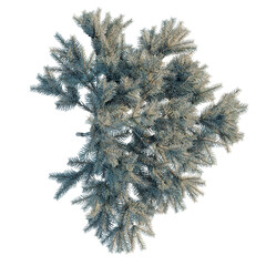 Fototapeta premium Picea pungens Glauca Procumbens tree plan, top view, cutout, transparent background, isolate, Blue Spruce Tree Branch Close-Up, Detailed Pine Needle Texture, Nature Photography