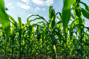 Fototapeta premium Corn plants grow tall in a field with bright green leaves and a clear blue sky above them during daytime hours