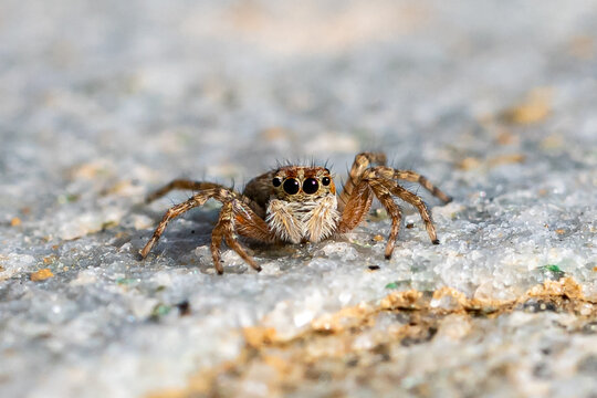Small jumping spider, Aelurillus v-insignitus, on rocks in Alonnisos Island, Greece
