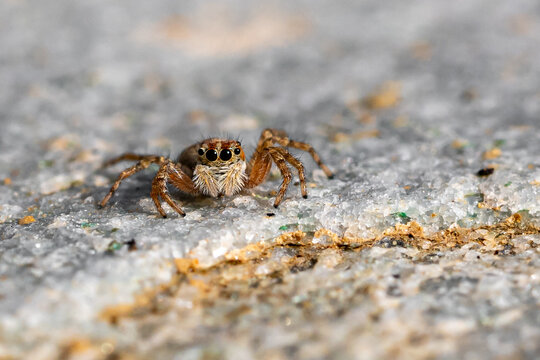 Small jumping spider, Aelurillus v-insignitus, on rocks in Alonnisos Island, Greece