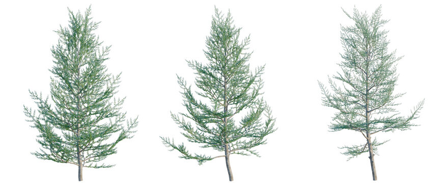 Cedrus atlantica Glauca Fastigiata tree, elevation, front view, cutout, transparent background, isolate, Detailed Pine Tree with Lush Green Needles, Realistic Forest Scene, Natural Beauty