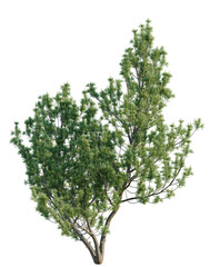 Fototapeta premium Pinus mugo tree, elevation, front view, cutout, transparent background, isolate, Realistic pine tree with green needles on a background, high quality for design