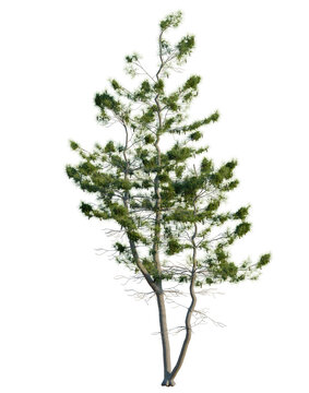 Pinus strobus tree, elevation, front view, cutout, transparent background, isolate, Stylized Tree Branch with Leaves - Detailed Vector Illustration for Graphic Design Projects