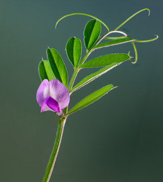 Macro view of flower, leaves, and tendrils of common vetch (Victia sativa)