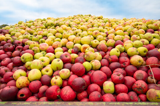 Pile of apples processed into juice, compotes, puree or apple cider vinegar, used as fertilizer, compost material, animal food, harvest in autumn