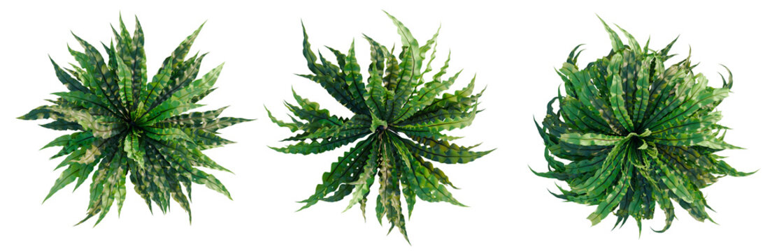 Asplenium nidus Crispy Wave tree plan, top view, cutout, transparent background, isolate, Detailed close-up of vibrant green and yellow patterned leaf, intricate natural texture, high resolution