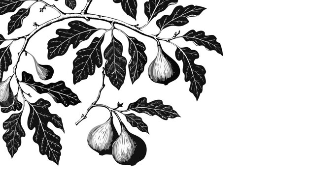 Oak tree branch with ripe figs and detailed leaves in a vintage botanical illustration style