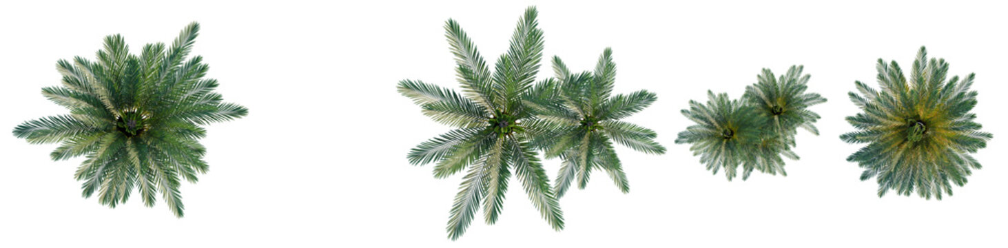 Cycas revoluta tree plan, top view, cutout, transparent background, isolate, Detailed Green Palm Tree Leaves Close-Up, Lush Tropical Foliage, Vibrant Natural Texture