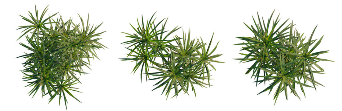 Cyperus alternifolius tree plan, top view, cutout, transparent background, isolate, Detailed Spruce Branch with Needles, Lush Greenery, Forest Texture, Natural Element for Design