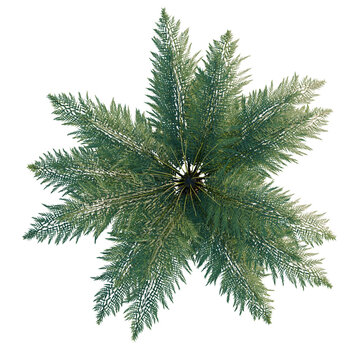 Dicksonia antarctica tree plan, top view, cutout, transparent background, isolate, Detailed Green Pine Tree Branch Close-Up, Natural Texture, Forest Landscape Element