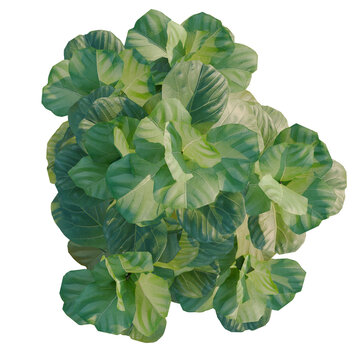 Ficus lyrata tree plan, top view, cutout, transparent background, isolate, Close-up of vibrant green rhubarb leaf texture, detailed macro photography for botanical study.