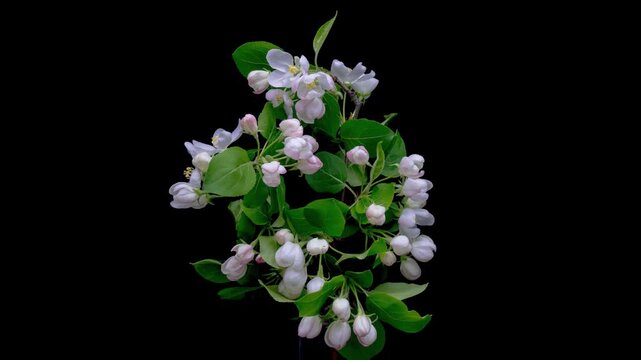 Timelapse fruit tree Apple flowers opening on black background