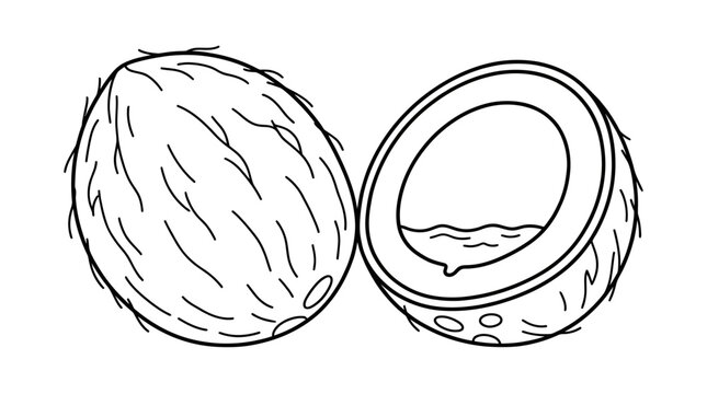  coconut line art illustration, tropical whole and cut coconut fruit vector icon