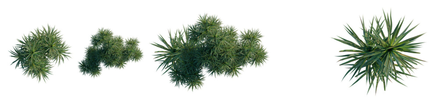 Pandanus tectorius tree plan, top view, cutout, transparent background, isolate, Detailed close-up of lush green pine tree branches with needles, vibrant natural beauty