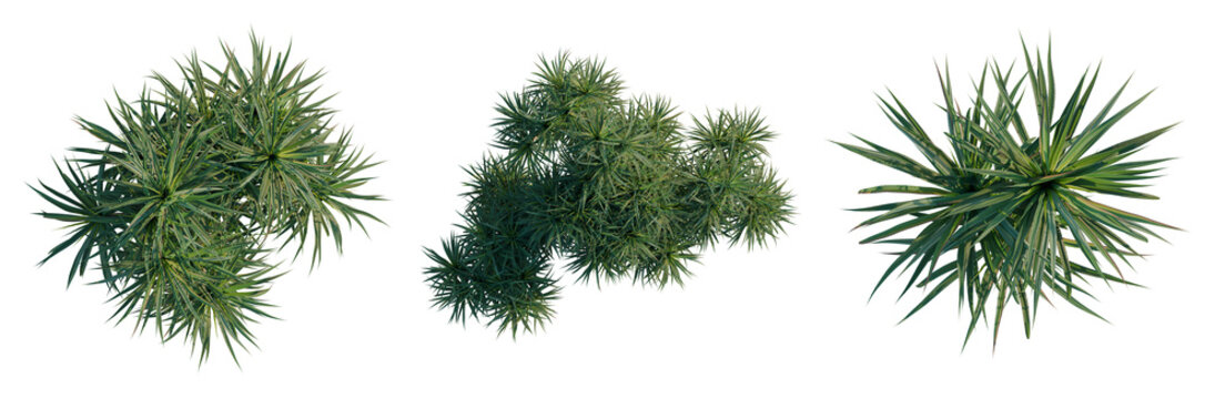 Pandanus tectorius tree plan, top view, cutout, transparent background, isolate, Detailed Close-Up of Lush Green Pine Needles, Nature's Textures, Forest Floor