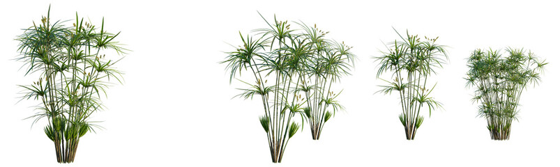 Fototapeta premium Cyperus alternifolius tree, elevation, front view, cutout, transparent background, isolate, Tall Reed Grass Field Landscape, Green Plants Nature Background, Outdoor Scenic View