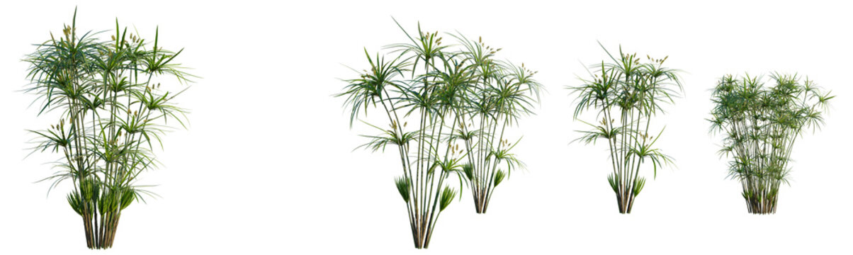 Cyperus alternifolius tree, elevation, front view, cutout, transparent background, isolate, Tall Reed Grass Field Landscape, Green Plants Nature Background, Outdoor Scenic View