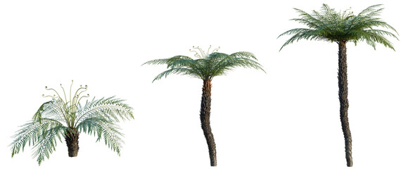 Dicksonia antarctica tree, elevation, front view, cutout, transparent background, isolate, Detailed Fern Plant Close-Up - Nature Photography - High Resolution PNG Image © DH Tree Stock