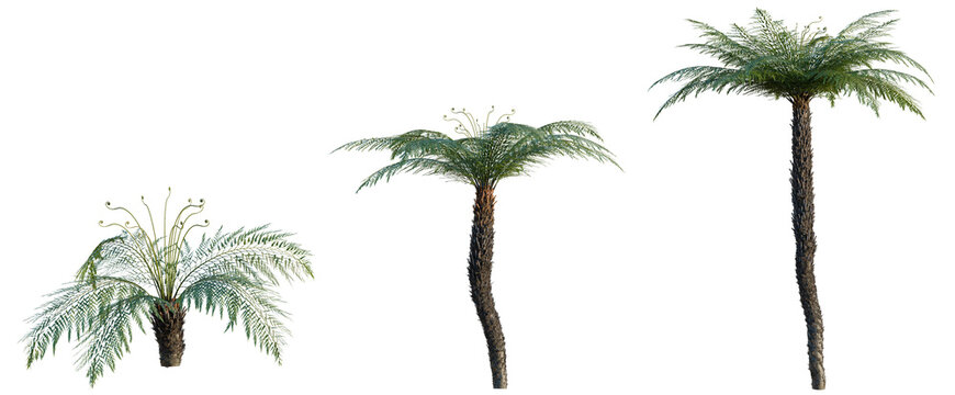 Dicksonia antarctica tree, elevation, front view, cutout, transparent background, isolate, Detailed Fern Plant Close-Up - Nature Photography - High Resolution PNG Image