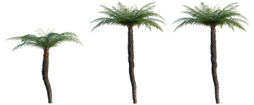Dicksonia antarctica tree, elevation, front view, cutout, transparent background, isolate, Detailed Macro of a Single Pine Tree Branch with Pine Needles on a Branch
