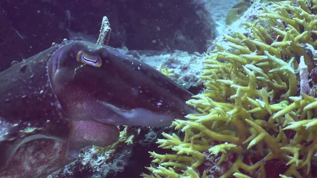 Beautiful cuttlefish changing skin texture and color in its natural tropical reef habitat