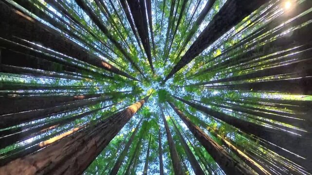 a stunning view from below (low angle shot) using a wide-angle (or fisheye) lens in the middle of a towering redwood forest.