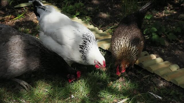 Hens foraging for food in a garden in dappled light