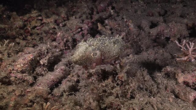 Well-camouflaged fish blending perfectly with the coral reef environment underwater