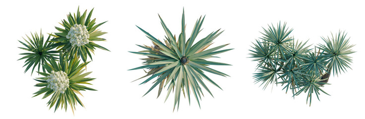 Fototapeta premium Hedera canariensis tree plan, top view, cutout, transparent background, isolate, Yucca Plant with Roots, Detailed Botanical Illustration for Design and Educational Purposes