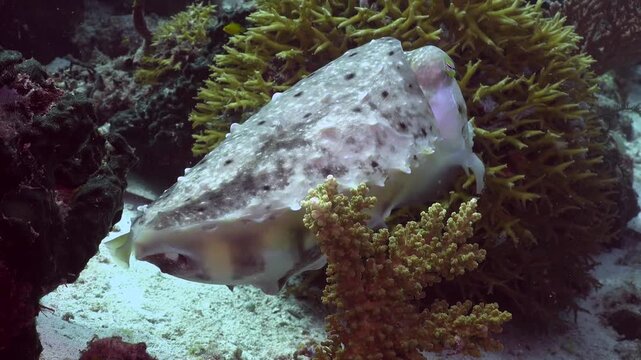 Close up of a cuttlefish changing color and texture near a coral reef underwater